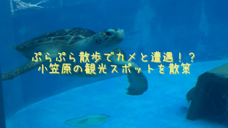 ぷらぷら散歩でカメと遭遇 小笠原の観光スポットを散策 まさのブログ